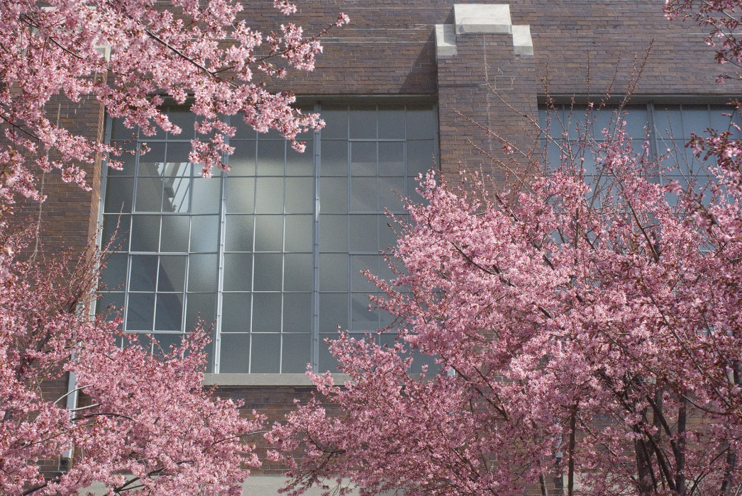 Trees blooming with cherry blossoms in front of a brick building with a large multipaned window.
