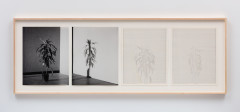 A horizontally framed set of four images. The leftmost image is a black and white photo of a tall potted plant. The second from the left image is a black and white photo of the shadow of the potted plant. The second from the right image is a large grid of very small squares with squares from the bottom filled with black, red, and blue numbers to form the likeness of a potted plant. The rightmost image is a large grid of very small squares with squiares from the bottom filled with black, red, and blue numbers to form a thin verson of a potted plant.